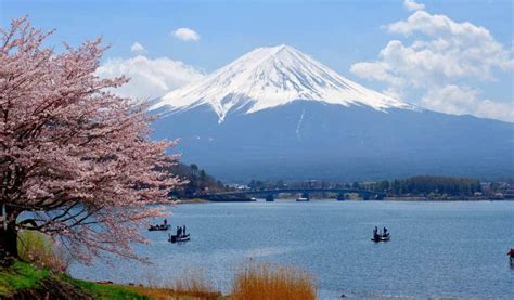 Fuji Kawaguchiko Cherry Blossom Festival 2024 30th Mar14th Apr 2024