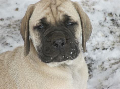 All of our puppies born 11/23/13 have been sold. 50+ Very Cute English Mastiff Puppy Pictures And Images