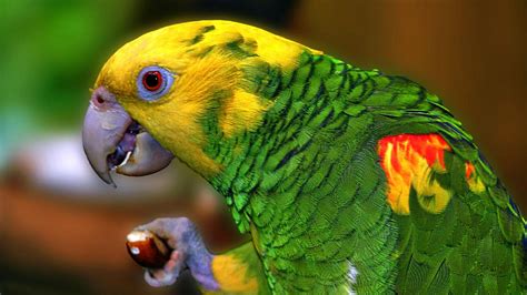 The great collection of full hd wallpapers for laptop for desktop, laptop and mobiles. Yellow Parrot Profil Hd Wallpapers Mobile Phone Laptop Pc ...