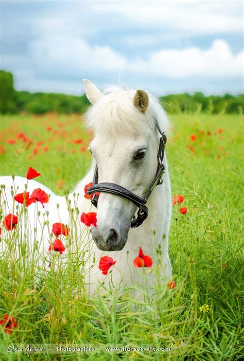 She has a doll of a personality. Pin by Just For You Prophetic Art on Animals - Horses ...