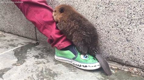 Adorable Baby Beaver Spotted Wandering In Washington Dc Abc7 Chicago