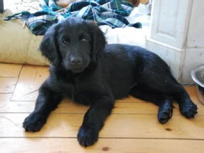 The thicker feather stays mainly on the chest, thighs, bell sometimes, you may see a strange golden retriever with a black coat. Flat-Coated Retriever Dogs| Flat-Coated Retriever Dog ...