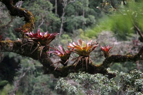 Bromeliads In The Wild Bromeliads Natural World Nature