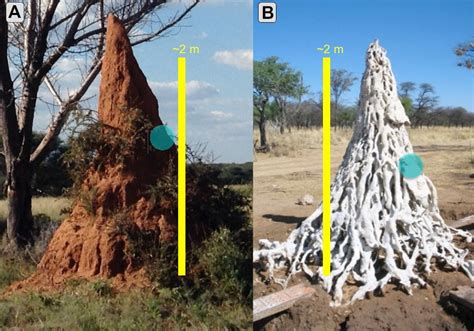 Termite Mound Air Conditioning Is Solar Not Wind Powered Iflscience