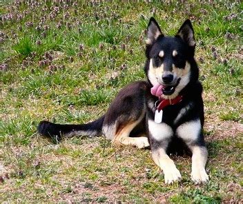 Does the german shepherd husky mix or shepsky have the potential to be your next dog? The German Shepherd Husky Mix (a.k.a Gerberian Shepsky ...