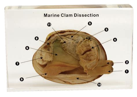 Ed Speldy Dissection Specimen Block Marine Clam