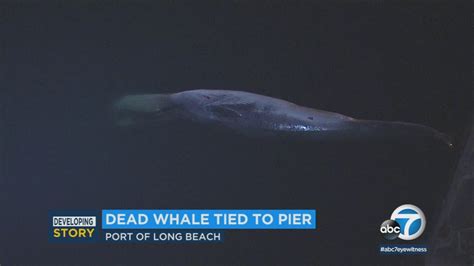 Dead Whale Found In Waters Near Port Of Long Beach Abc7 Los Angeles