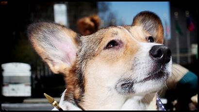 Corgi Puppies Dogs Animals Canine Pets Dog