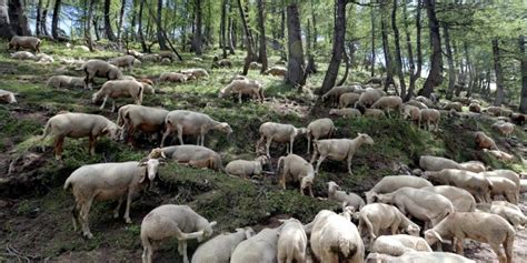 vous êtes éleveur votre troupeau a été attaquées par un prédateur voici la procédure à suivre