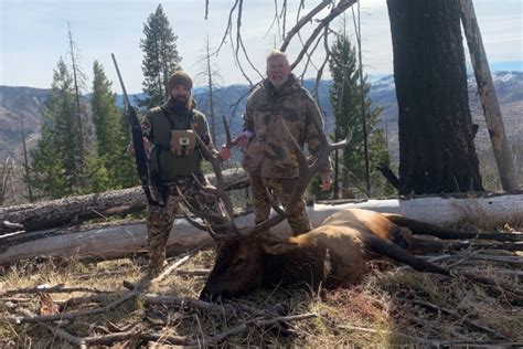 Guided Elk Hunts Idaho Guaranteed Tags For Deer Bear Cougar Wolf