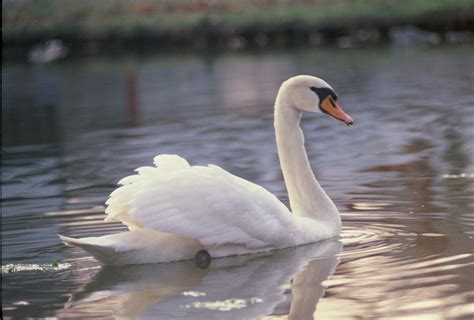 Maybe you would like to learn more about one of these? Swan at Winona Lake, Indiana taken by Jack Harrell ...