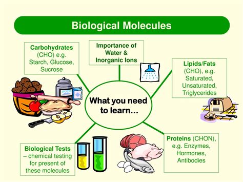 Ppt Biological Molecules Powerpoint Presentation Free Download Id