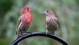 Image result for House Finch