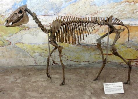 Equatorial Minnesota Fossil Horses Of The National Park Service