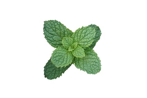Peppermint Png Photo Png Mart