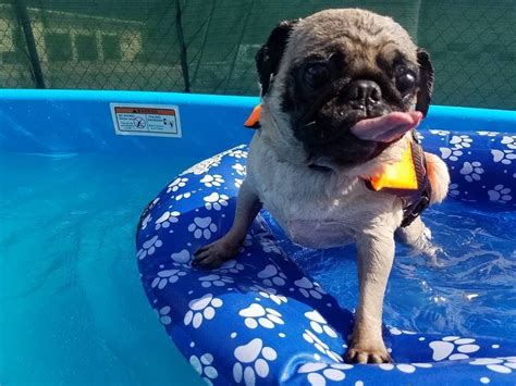 Adorable Pug Floating In The Pool Look At That Cute Tongue Pugs