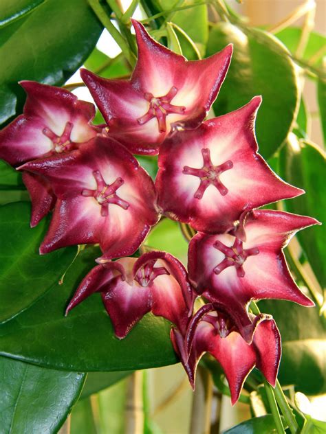 Maybe you would like to learn more about one of these? Hoya macgillivrayi | World of Flowering Plants