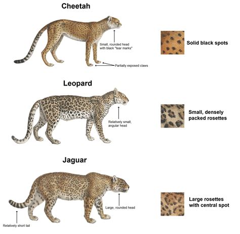Whats The Difference Between A Jaguar And A Leopard Feliks Zeki