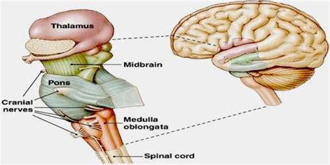 Brainstem Assignment Point