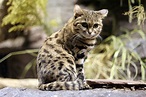 Conheça as características do gato selvagem mais perigoso do mundo