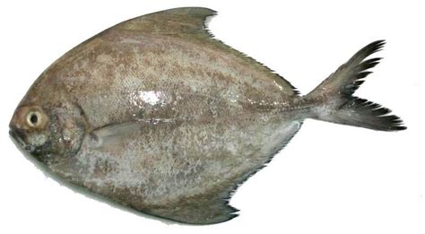 Selalunya akan terjadi kepada perempuan. Elakkan 3 Jenis Ikan: Pari, Bawal Hitam dan Terubok Kerana ...