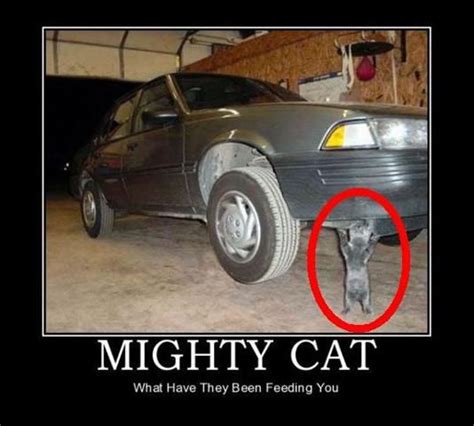 A Cat Standing Next To A Car With The Caption Mighty Cat What Have They