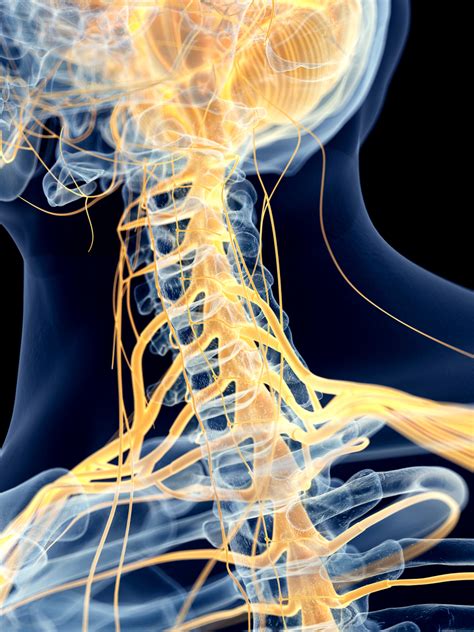 The neck is the part of the body on many vertebrates that connects the head with the torso and provides the mobility and movements of the head. Trapped Nerves in the Neck - The Buxton Osteopathy Clinic