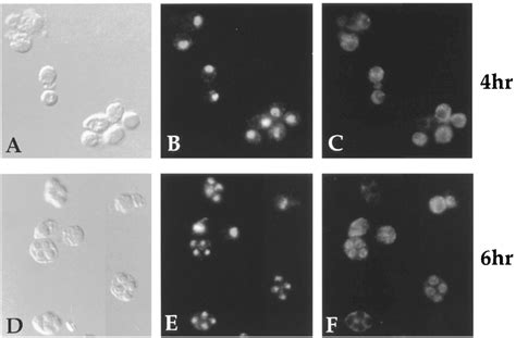 Indirect Immunofluorescence Of Meiotic Cells Samples From A