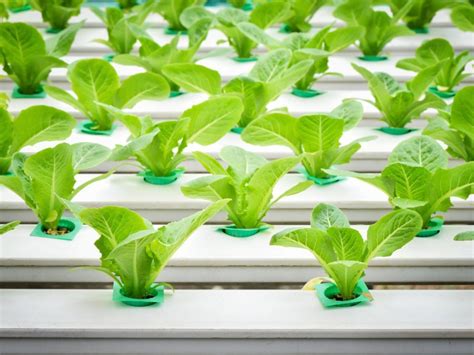 How To Grow Hydroponic Garden