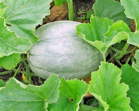 Cantaloupes Plant Care And Collection Of Varieties