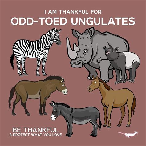 I Am Thankful For Odd Toed Ungulates By Pepomintnarwhal Fun Facts