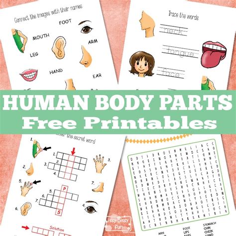 Match words and pictures worksheet on practising/reinforcing vocabulary on parts of the body.key included. Human Body Parts Worksheets - Itsy Bitsy Fun