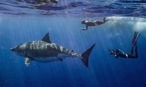 Deep Blue The Largest Known Great White Shark Spotted Off Hawaii