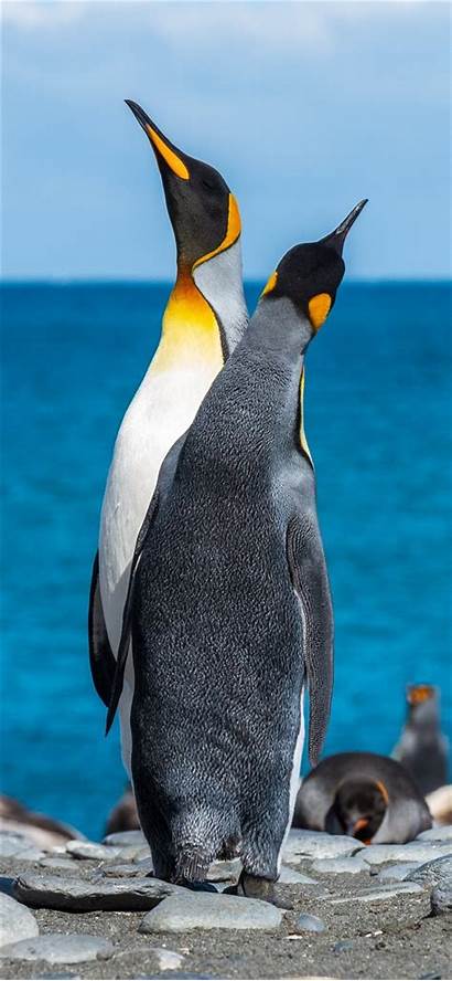 Penguins Daytime Seashore During Iphone