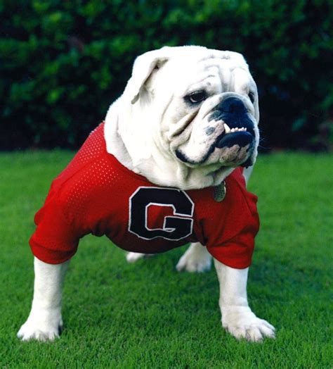 Uga The Bulldog Mascot Through History