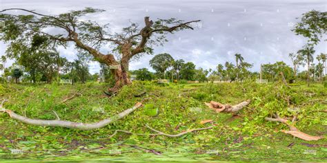 360° View Of Cat 5 Cyclone Winston Breaks The Limbs From Trees In