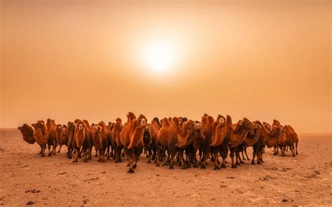 Download Wallpapers Camels Evening Sunset Desert Camel Herd