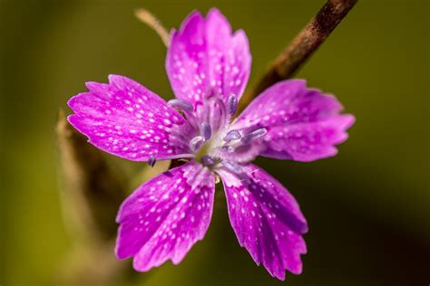 Deptford Pink Dianthus Armeria