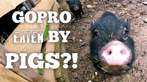 Gopro Eaten By Pigs Youtube