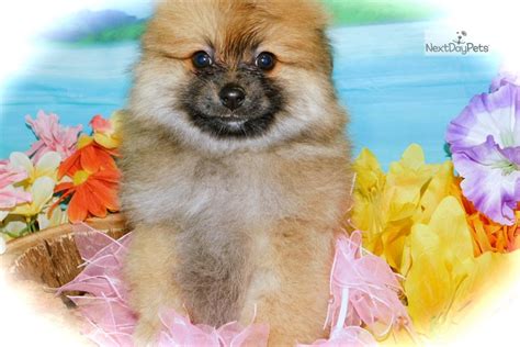 Pom Baby Girl Pomeranian Puppy For Sale Near Chicago Illinois