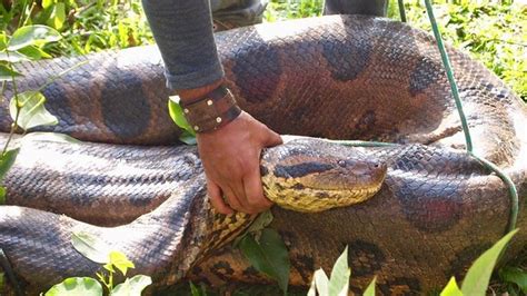 Green Anaconda Eating A Cow All About Cow Photos