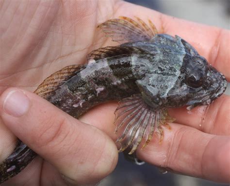 Typical Sculpins Northern California Rocky Intertidal Species