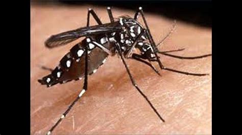 Cómo Reconocer Al Mosquito Transmisor Del Dengue Rpp Noticias
