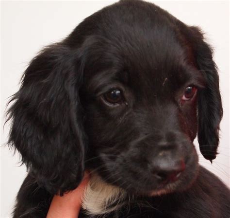 1 male left from a litter of 4 ready to find his. English Working Cocker Spaniel Puppies | Wisbech ...