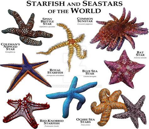 Fine Art Illustration Of Various Species Of The Worlds Starfish And