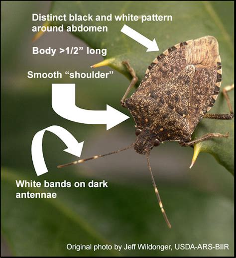 Help Find The Stink Bug