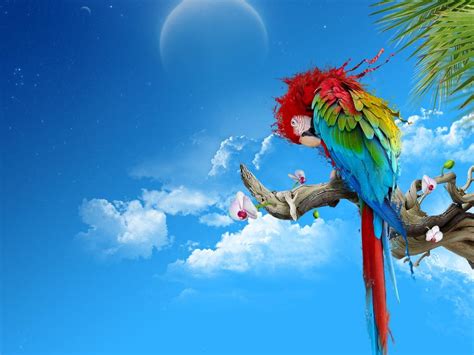 Parrot Wallpapers Wallpaper Cave