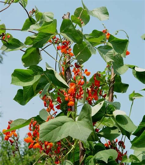 Phaseolus Coccineus Scarlet Bean Go Botany