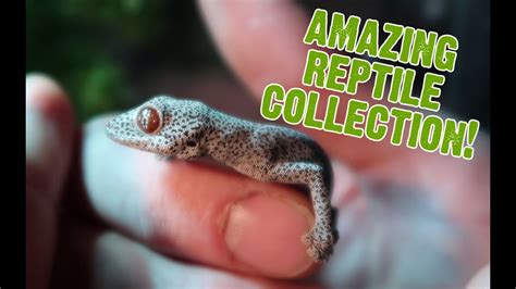 Youve Never Seen A Reptile Collection Like This Before Rare Geckos