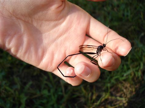 She uses that tail to. Real Monstrosities: American Pelecinid Wasp